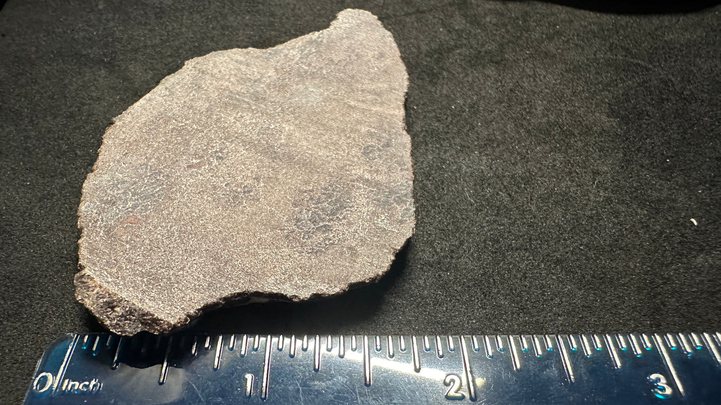 Small Cells Dino Bone Thins Slab