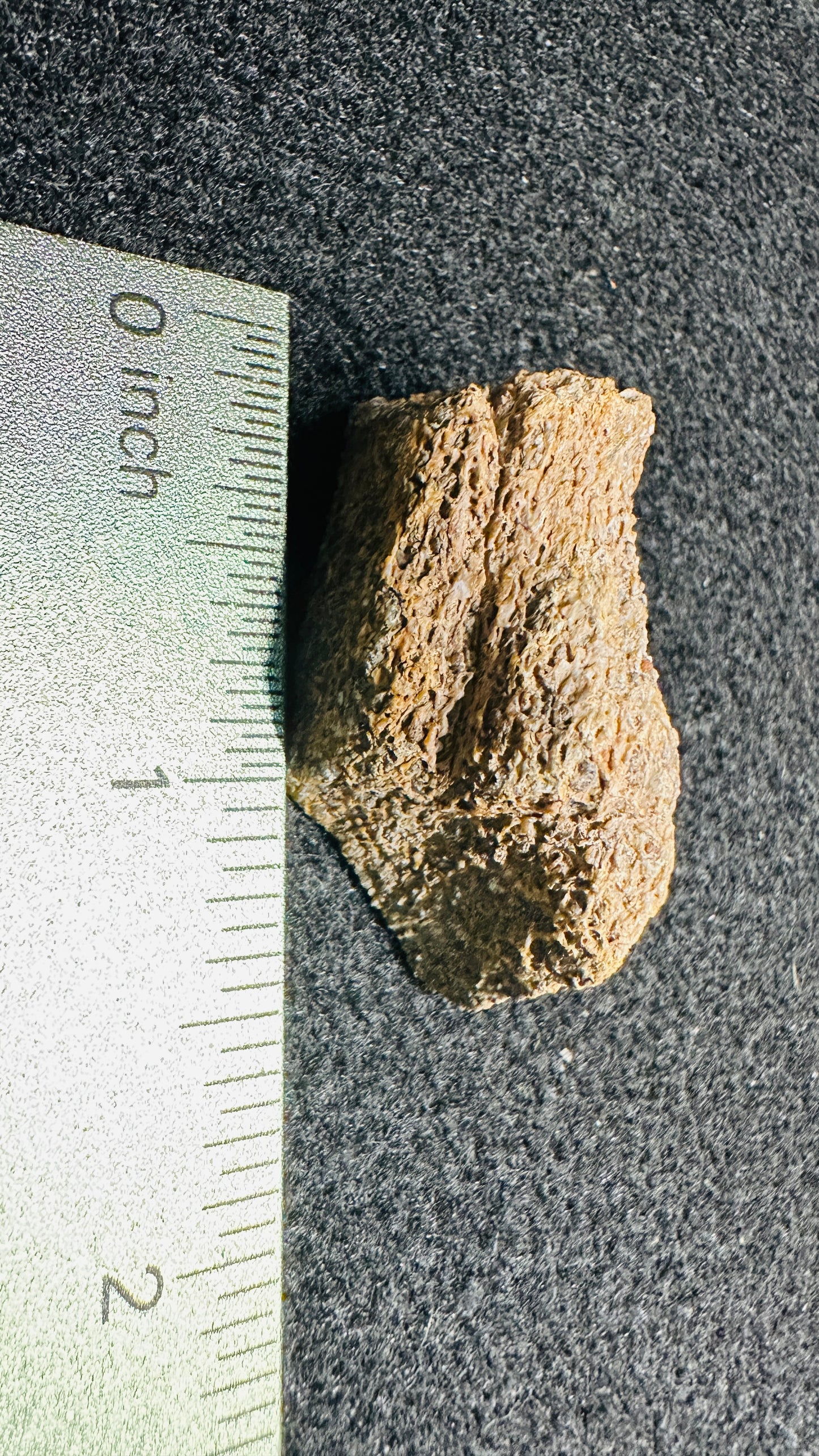 13.69g Gem Dinosaur Bone Display Specimen