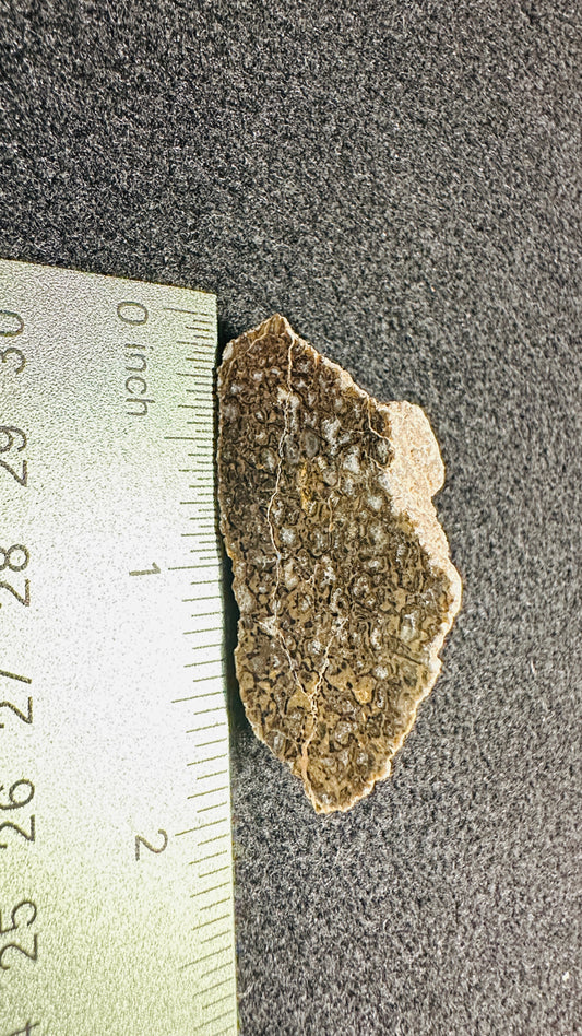 19.32g Gem Dinosaur Bone Specimen