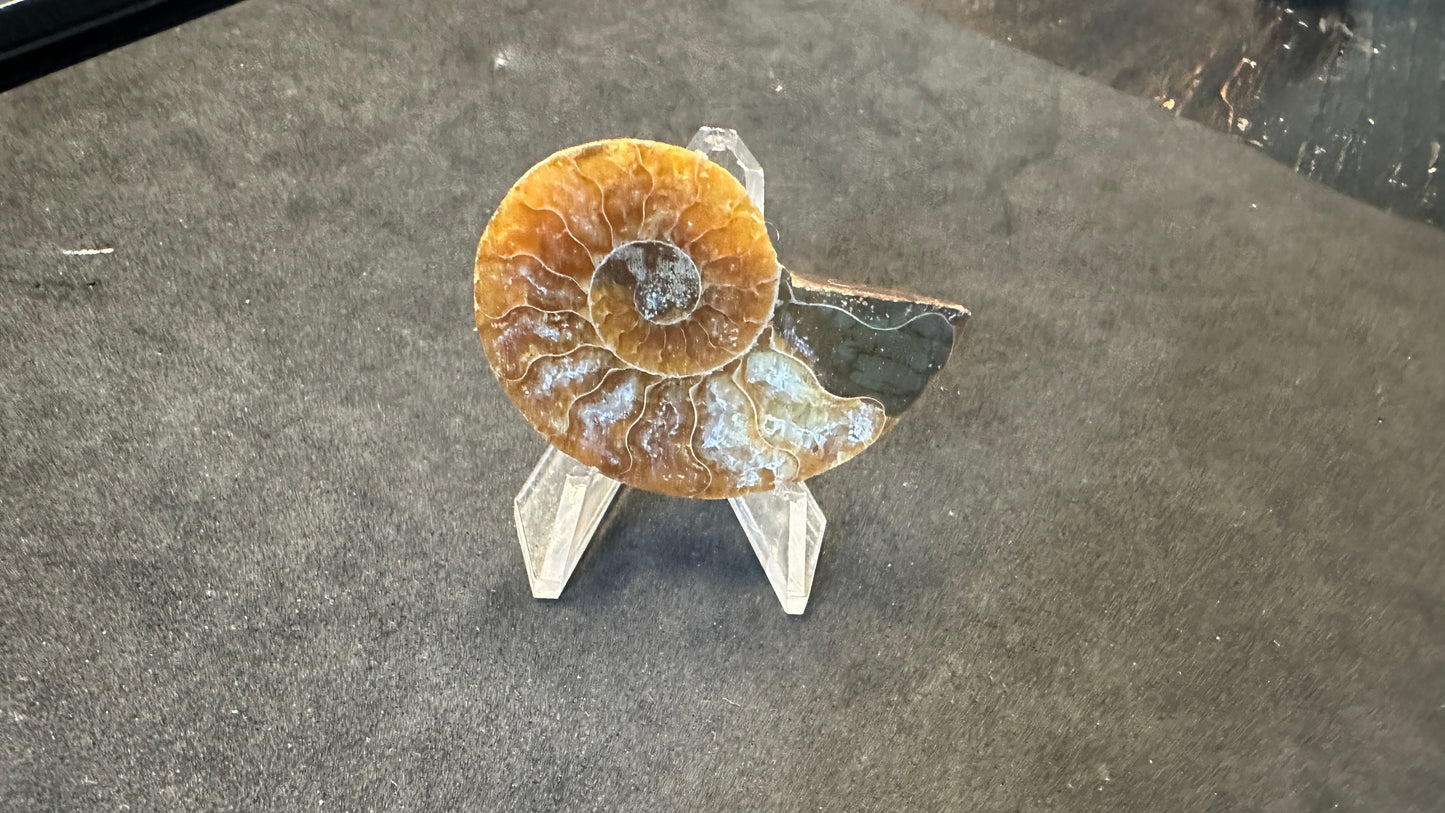 Agatized Ammonite Fossil
