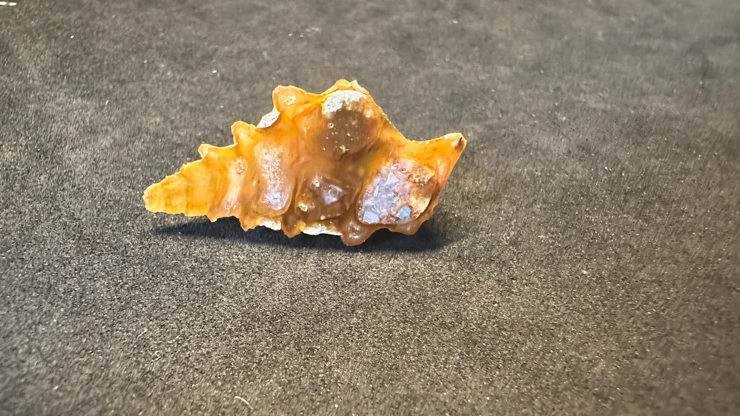 Agatized Gastropod Fossil