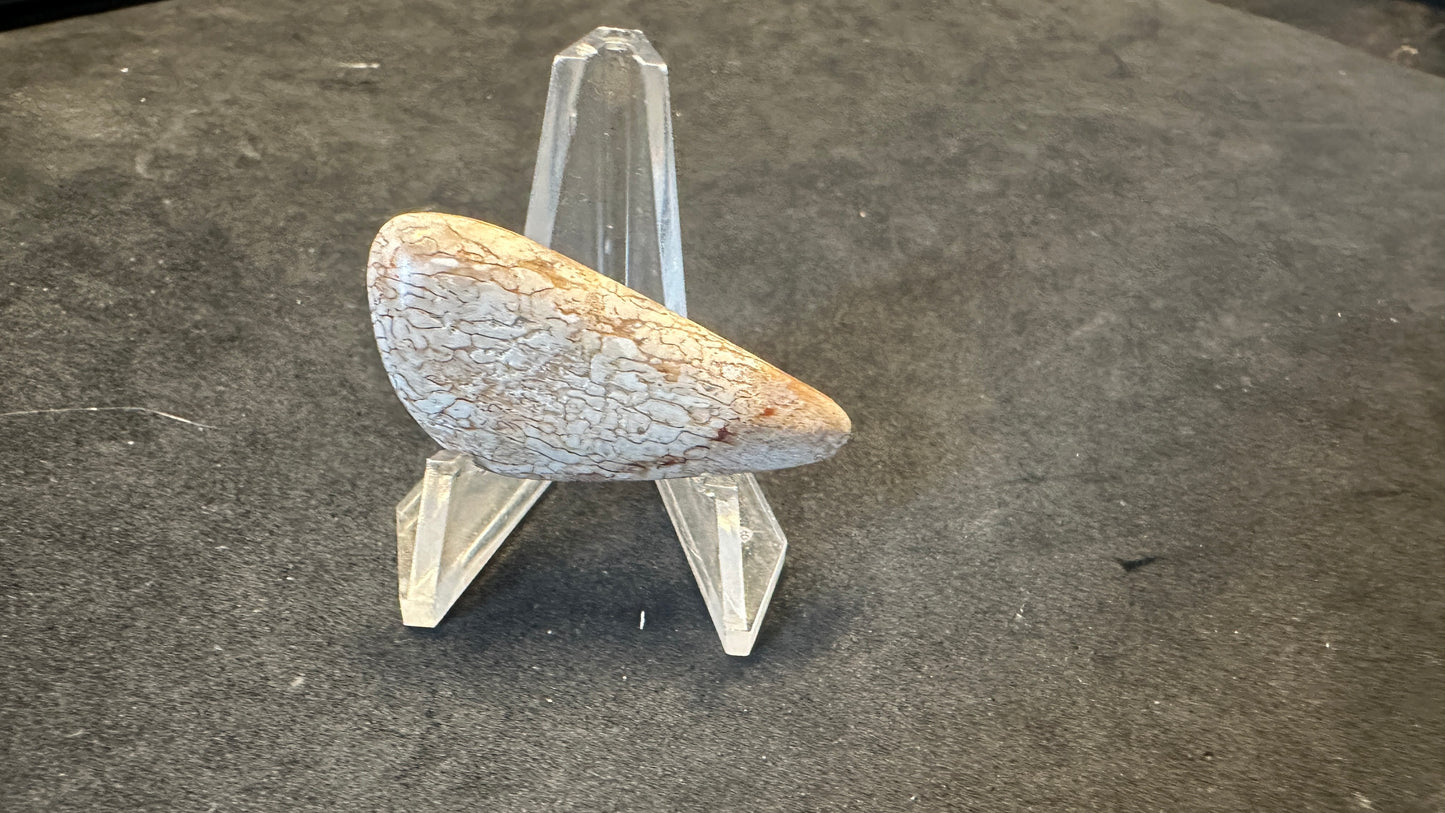 Wonky Triangle Dino Bone Cab