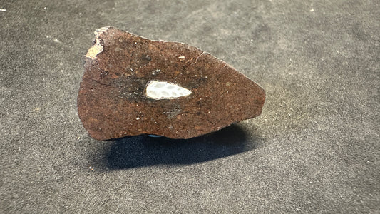 Meteorite With Fossil Inlay