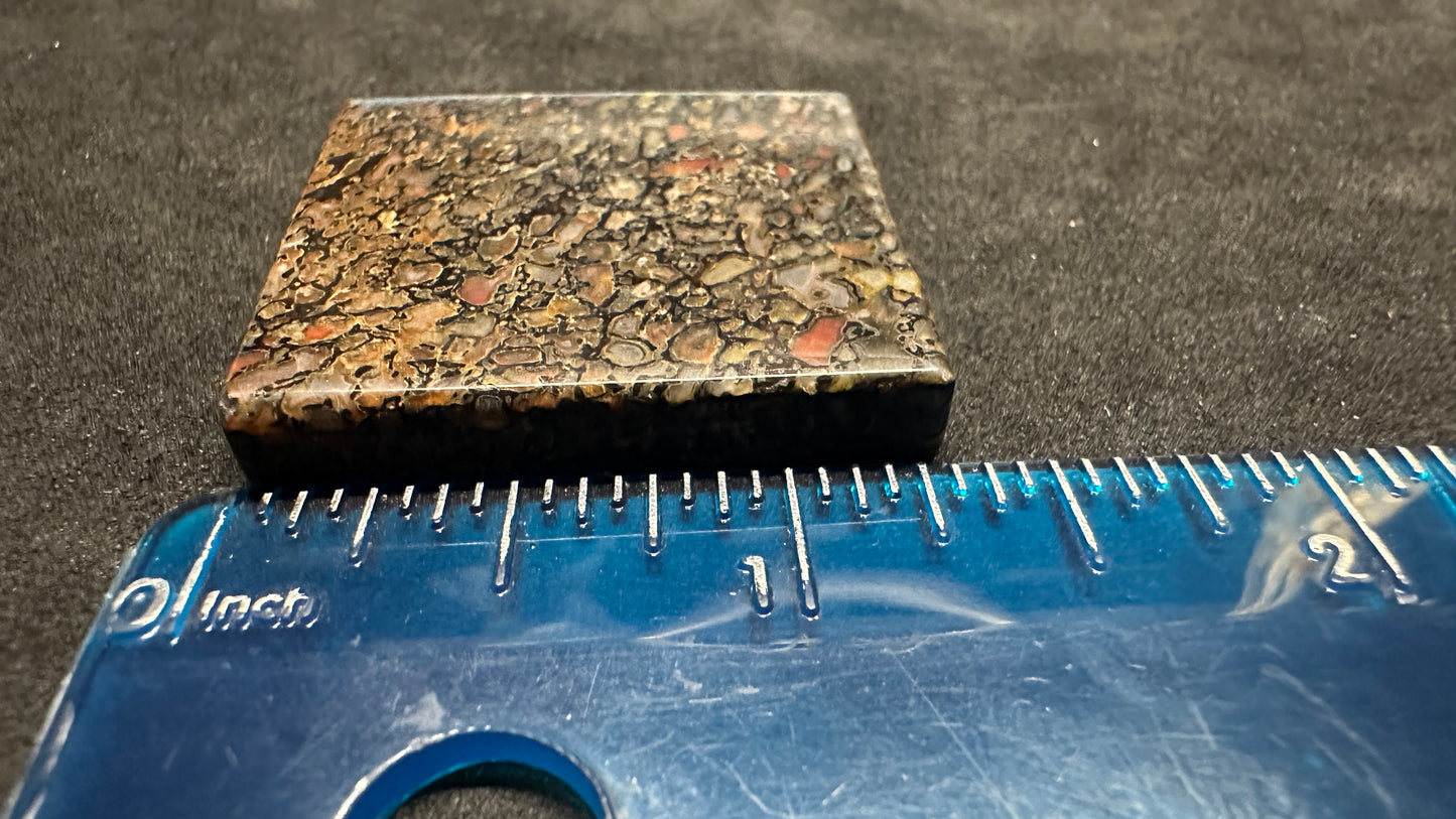 Agatized Dino Bone Cab