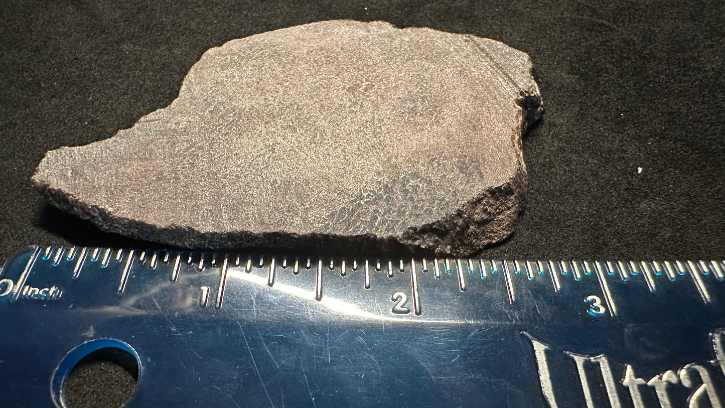 Small Cells Dino Bone Thins Slab