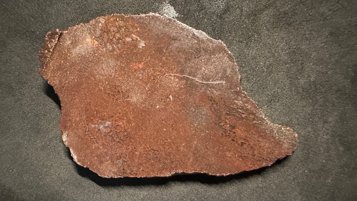 Small Cells Dino Bone Thins Slab