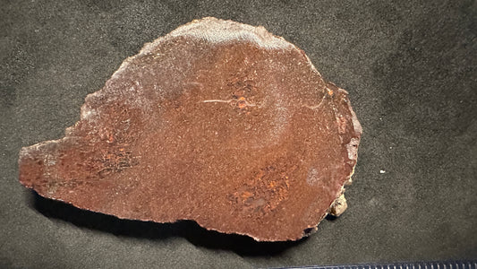 Small Cells Dino Bone Thick Slab