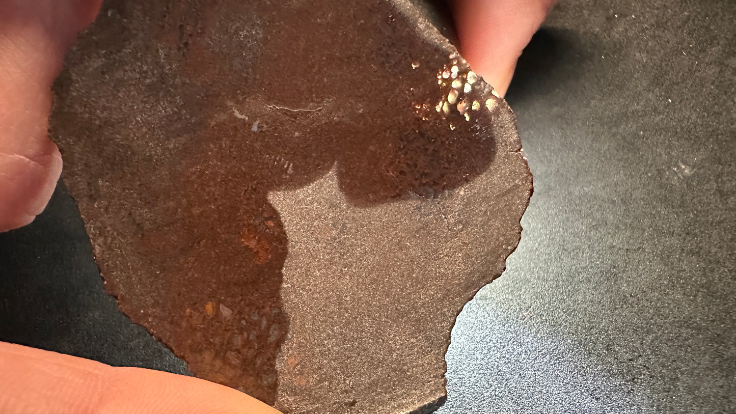 Small Cells Dino Bone Thins Slab