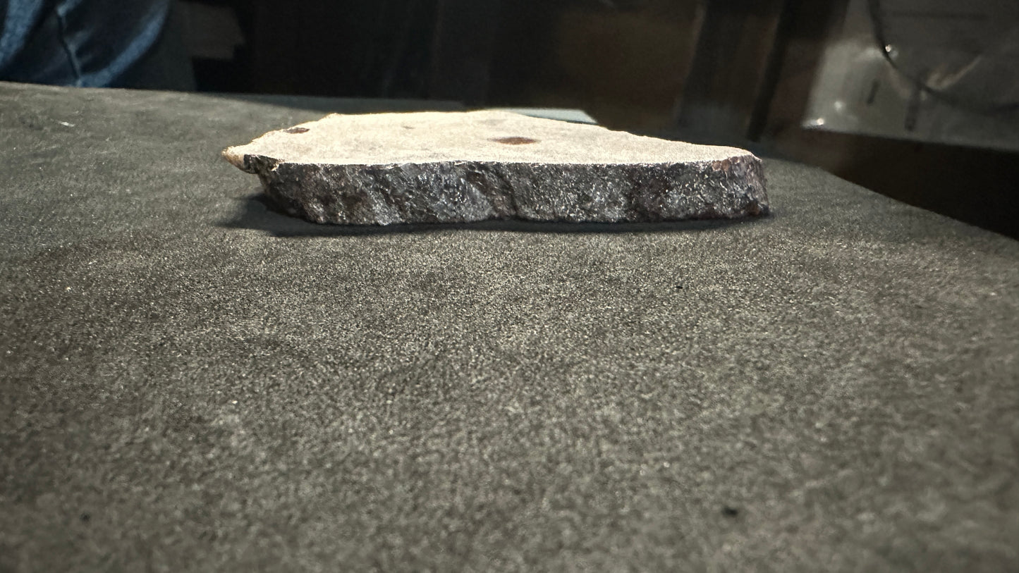 Small Cells Dino Bone Thick Slab