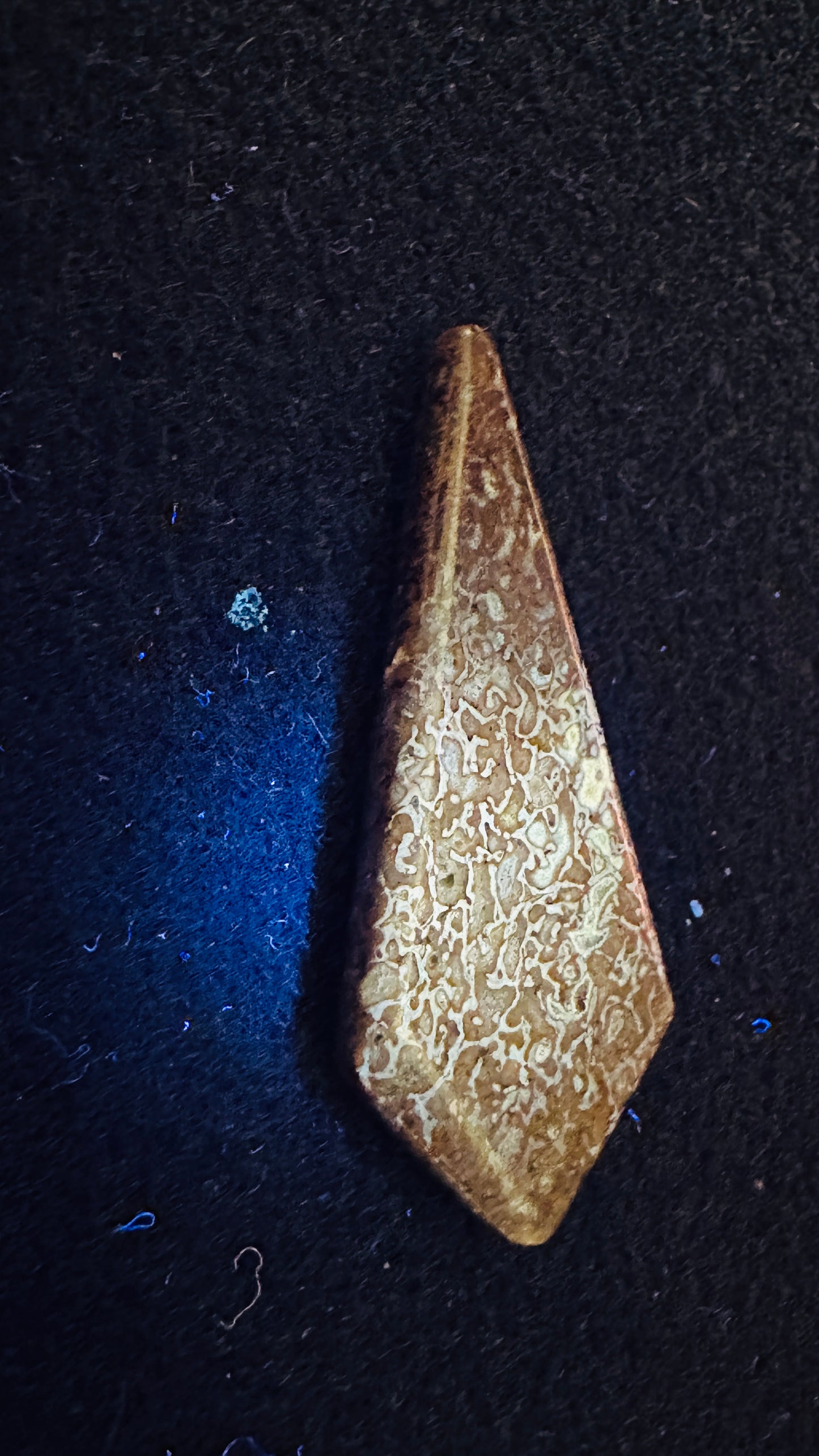 Dino Bone Kite Shaped Cab