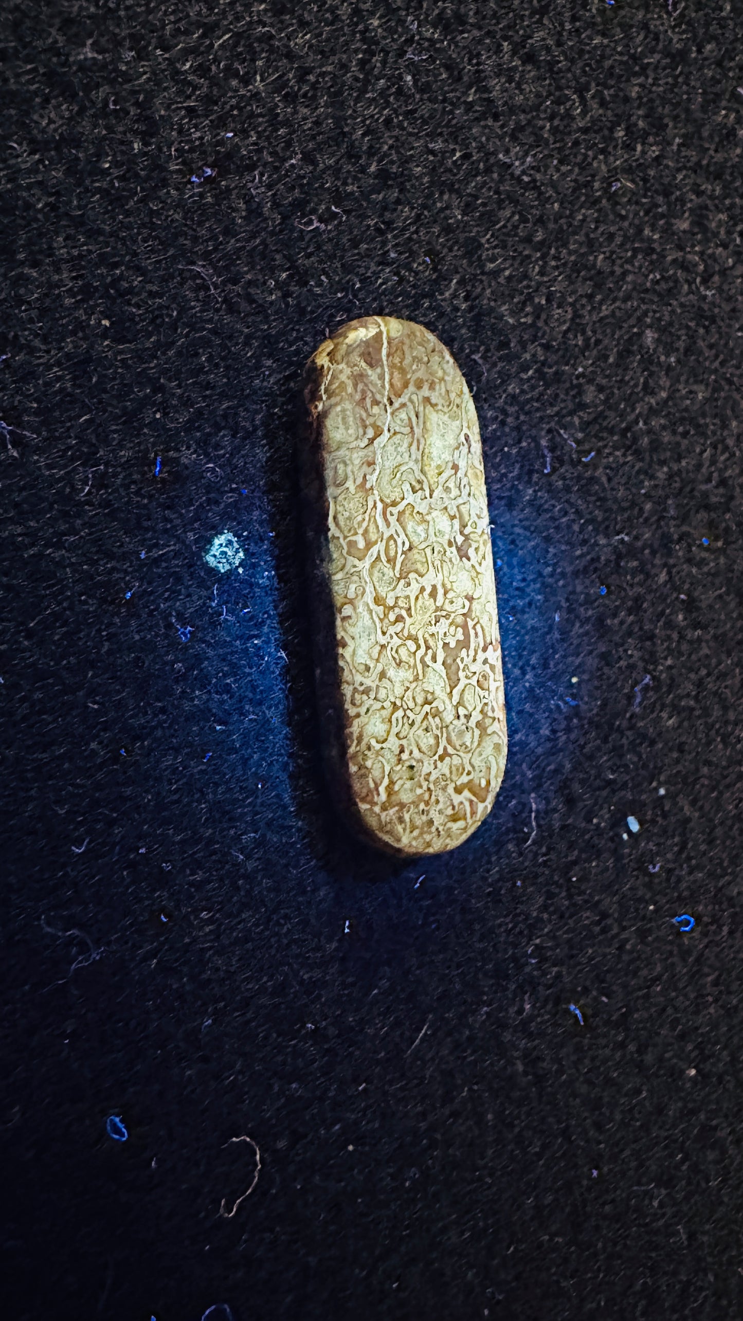 Dino Bone Elongated Oval Cab