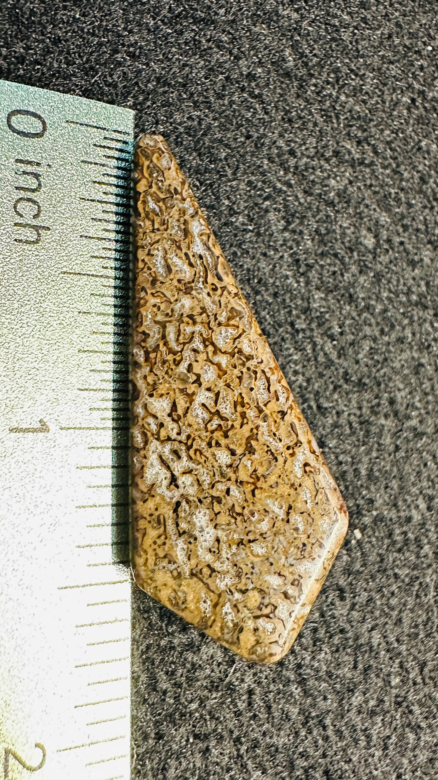 Dino Bone Kite Shaped Cab