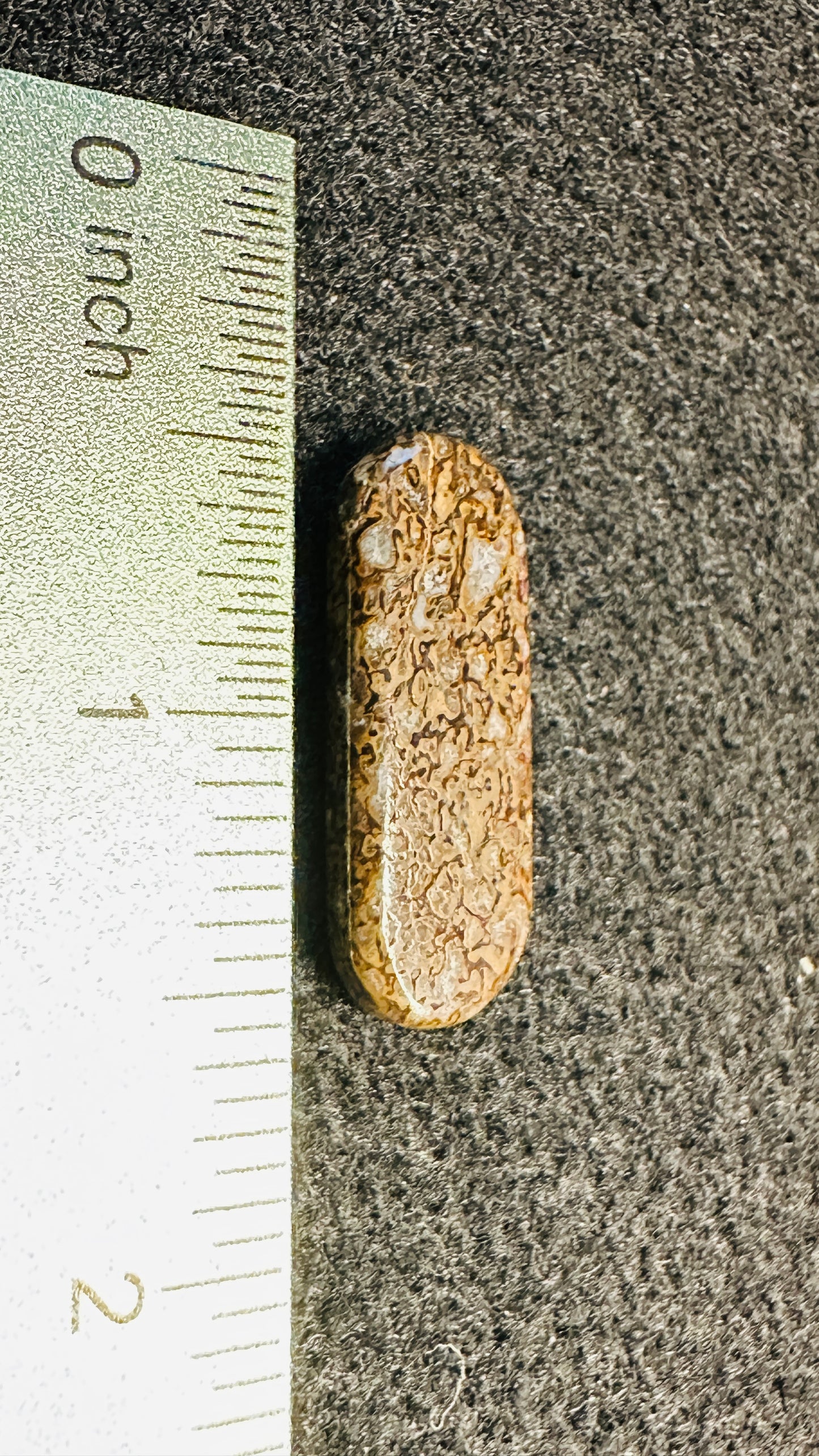 Dino Bone Elongated Oval Cab