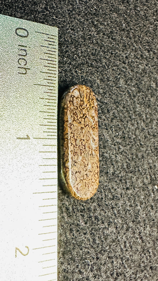 Dino Bone Elongated Oval Cab