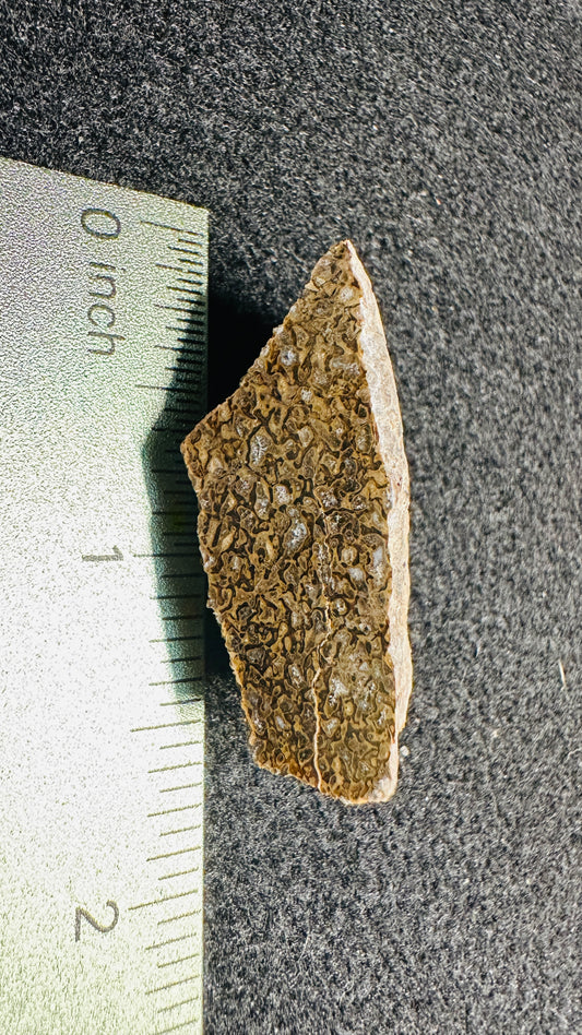 13.69g Gem Dinosaur Bone Display Specimen