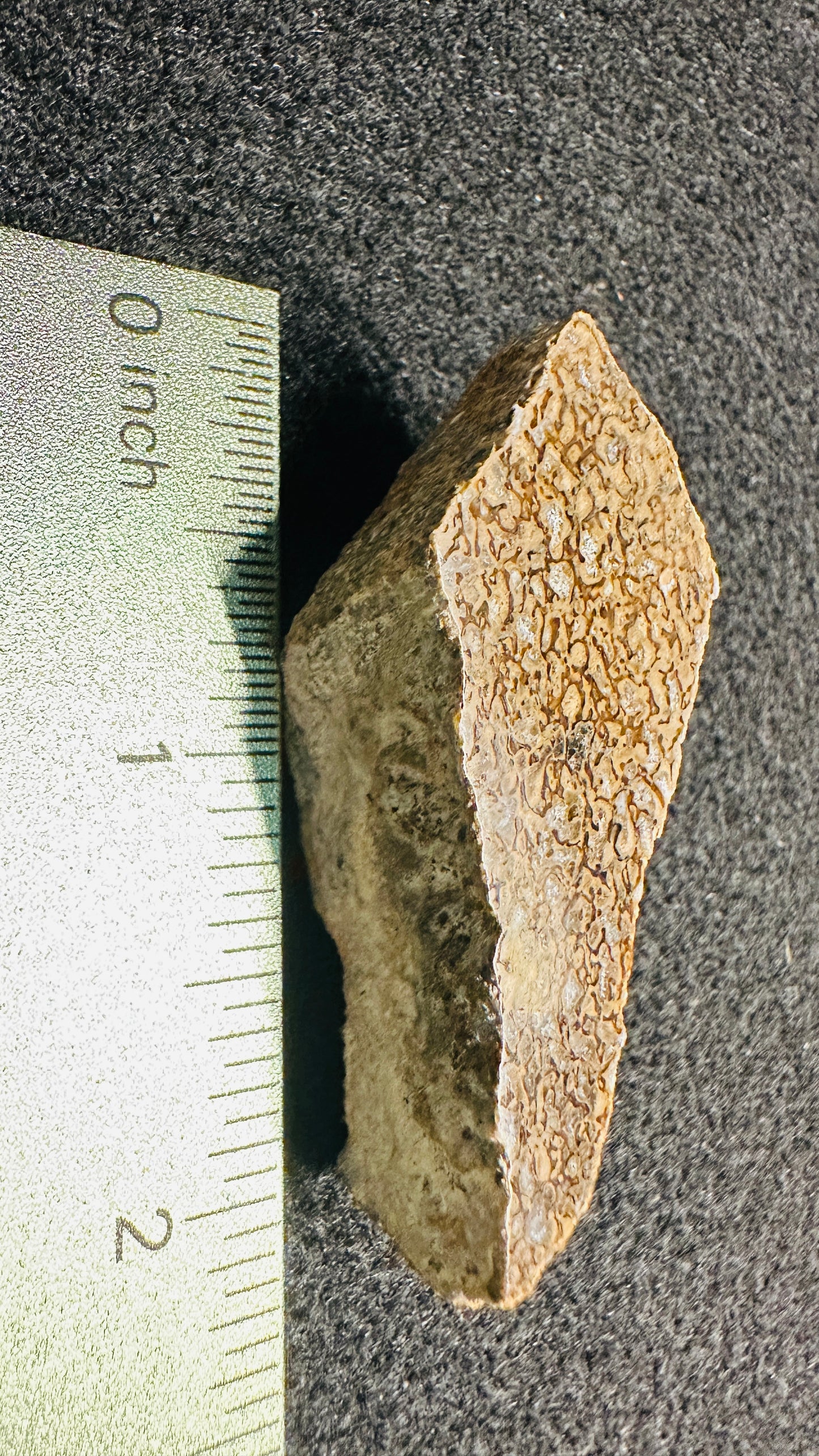 24.64g Gem Dinosaur Bone Collector Specimen