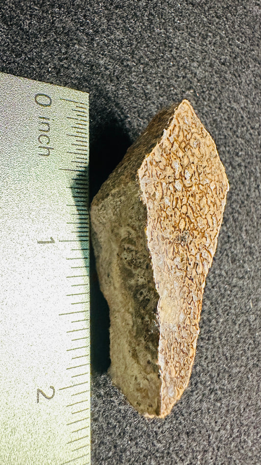 24.64g Gem Dinosaur Bone Collector Specimen