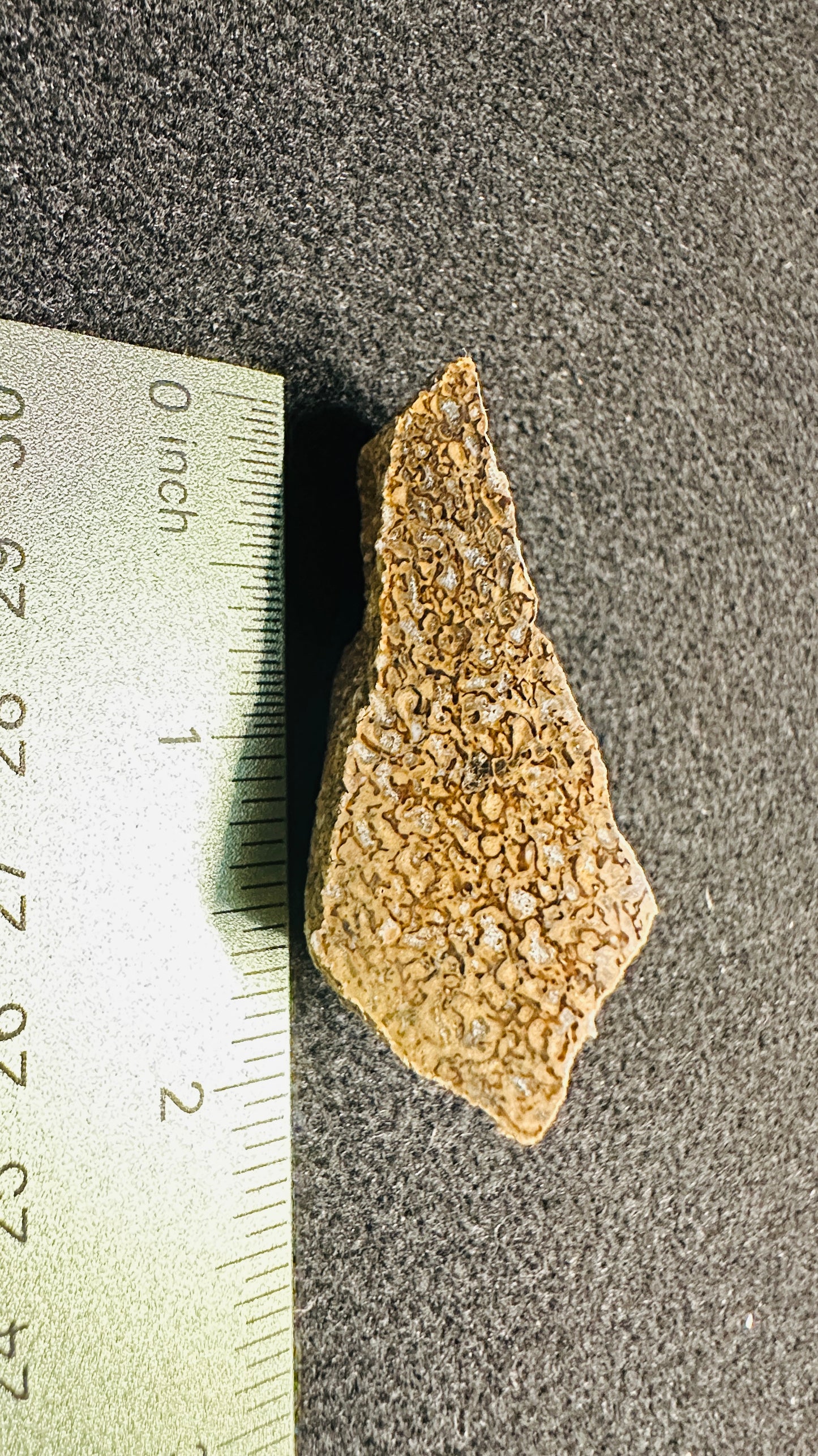 24.64g Gem Dinosaur Bone Collector Specimen