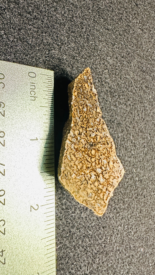 24.64g Gem Dinosaur Bone Collector Specimen