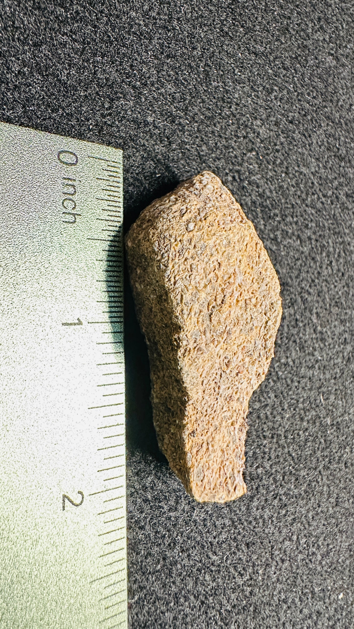 24.64g Gem Dinosaur Bone Collector Specimen