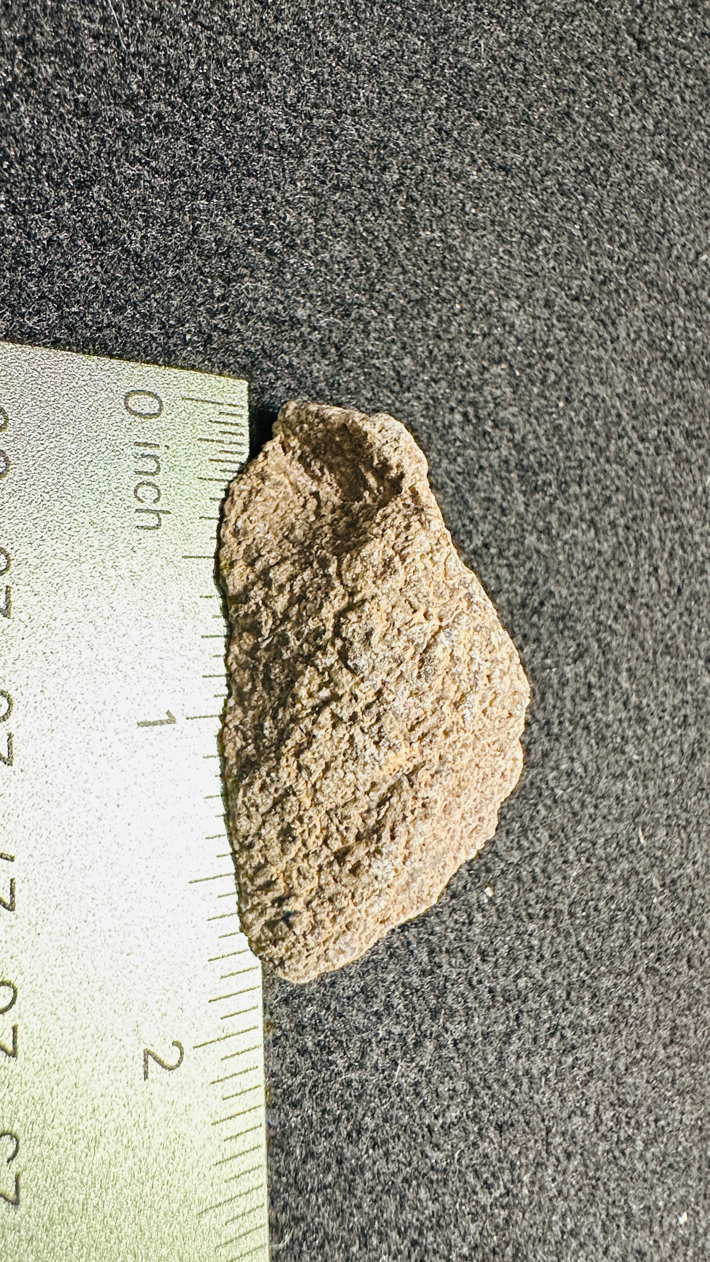 19.32g Gem Dinosaur Bone Specimen