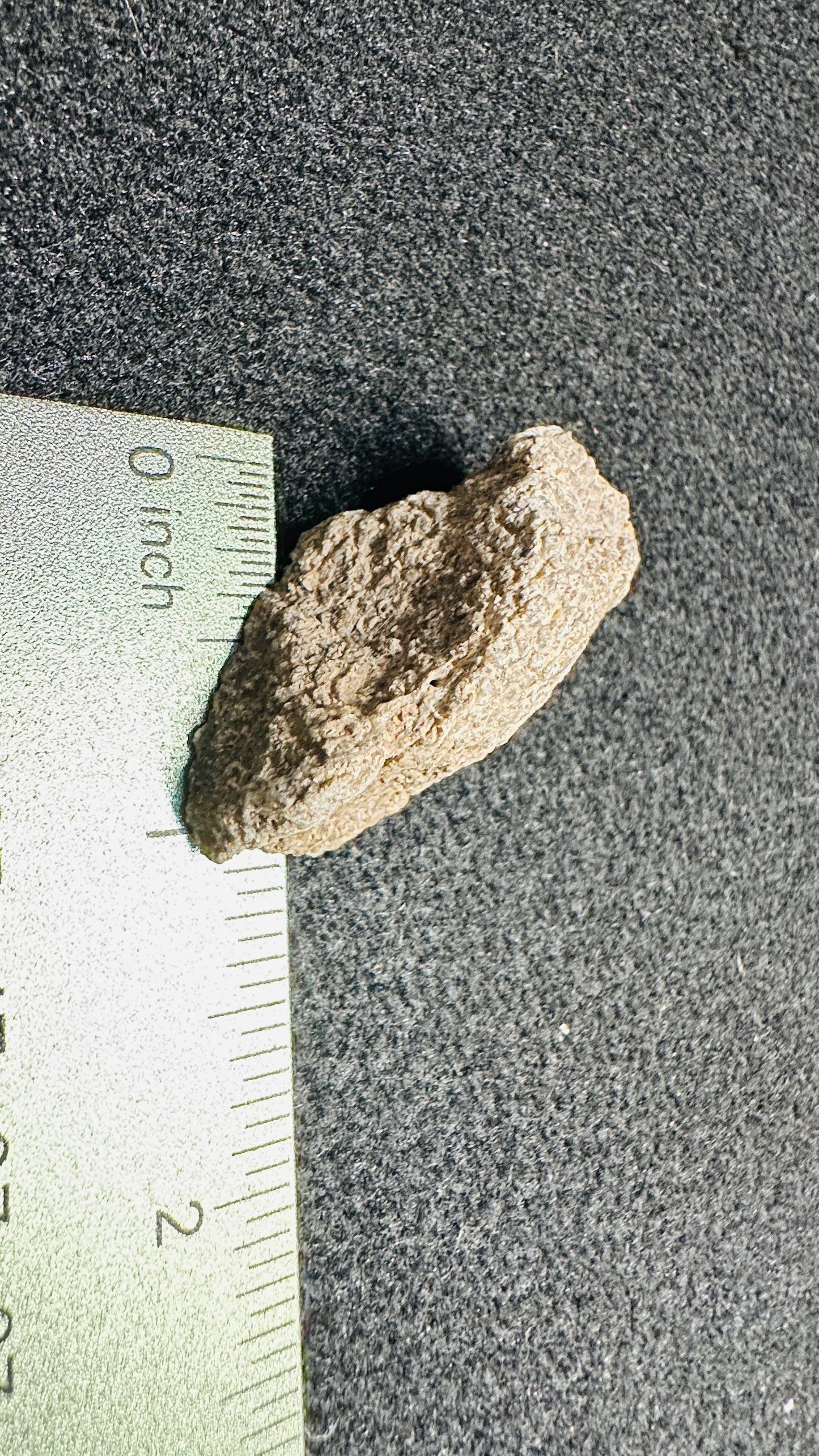 19.32g Gem Dinosaur Bone Specimen