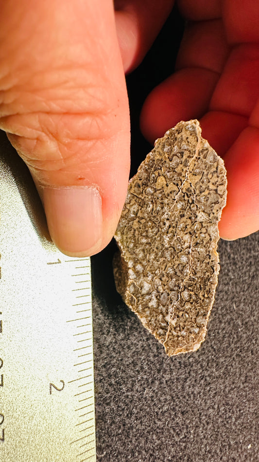 19.32g Gem Dinosaur Bone Specimen