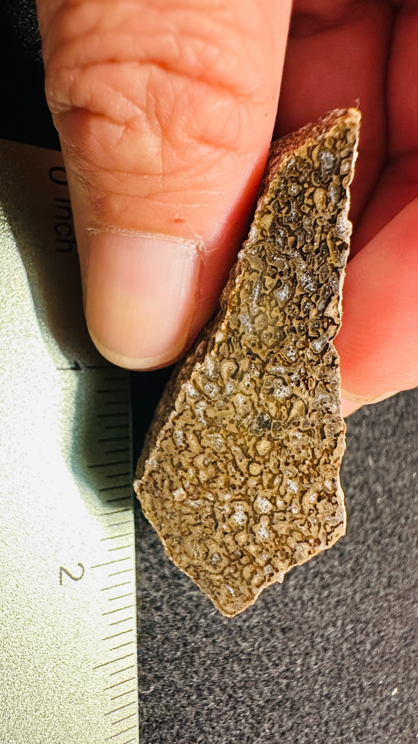 24.64g Gem Dinosaur Bone Collector Specimen