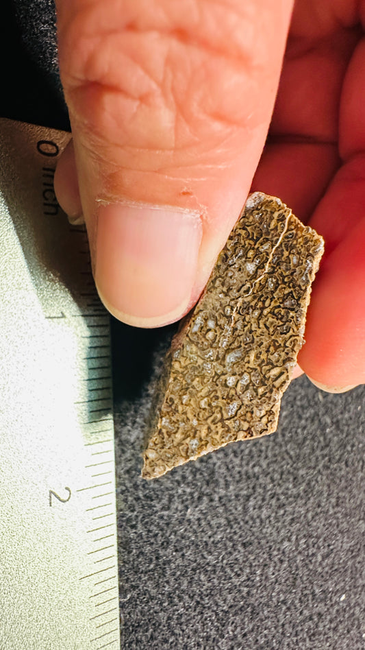 13.69g Gem Dinosaur Bone Display Specimen